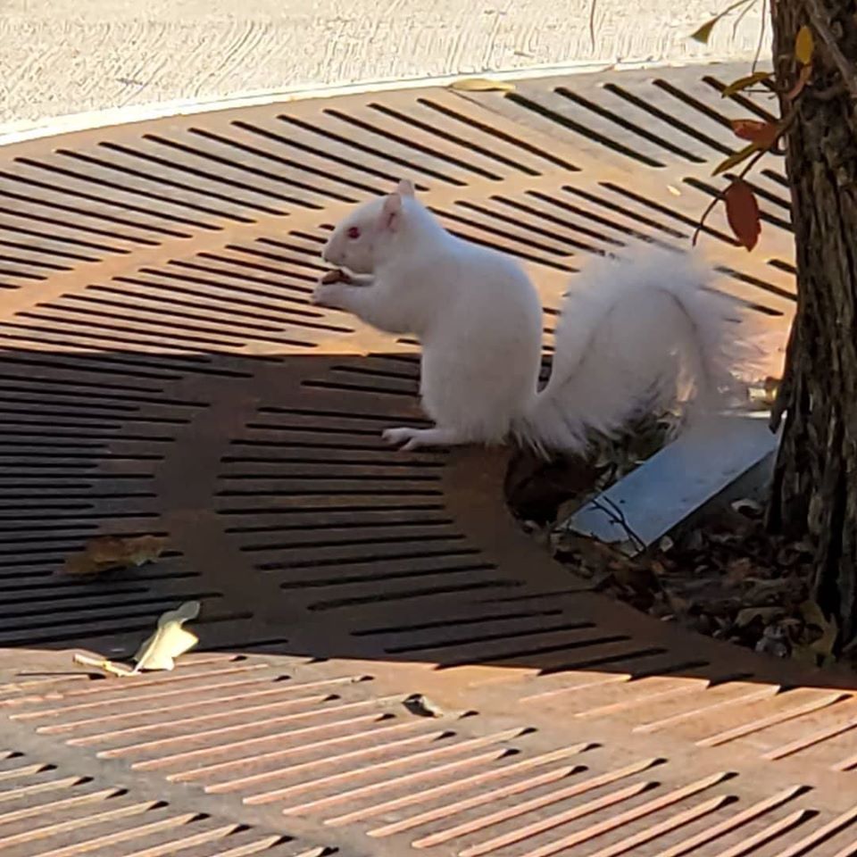 Picture of albino squirrel eating food