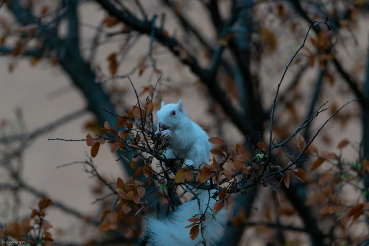 Picture of albino squirrel in tree